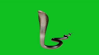 Snake Green screen HD footage 03 [upl. by Arimihc]