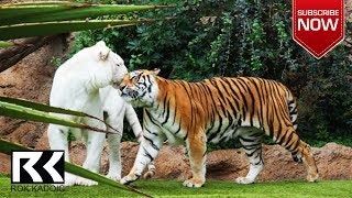 Loro Parque Tenerife  Tourist eye HD VIDEO [upl. by Jori]