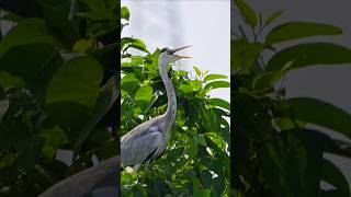 grey heron herons birds wildlife [upl. by Gardas]