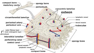 Bones Structure and Types [upl. by Aronek]