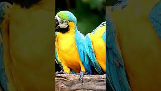 Colorful Popinjays Parrots of the Rainforestparrot rainforest shorts [upl. by Kazimir276]