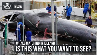 Whale Watching in Iceland Is this what you want to see [upl. by Congdon]