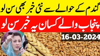 New Wheat support Price in Punjab Pakistan 2024Wheat rate Gundam ka rate 2024پنجاب میں گندم ریٹ [upl. by Aynekat]