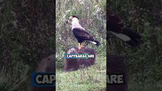 The Heartwarming Alliances Between Capybaras and Birds The Worlds Most Emotional Animals [upl. by Ramraj]