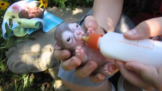 Silicone Newborn Chihuahua Puppy by Ping Lau [upl. by Elik374]