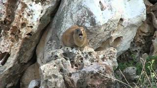 Hyrax Singing on a Rock [upl. by Earlene482]