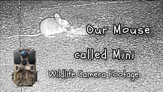 WILDLIFE CAM Our Mouse Called Mini [upl. by Ainoyek]