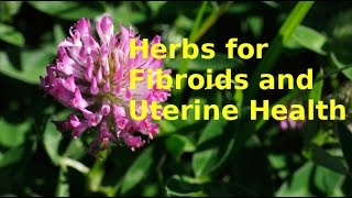 HERBS FOR FIBROIDS  TUMOURS  UTERUS  FEMALE [upl. by Notlimah]