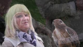 Falcon Walk at Thoresby Hall [upl. by Sosanna]