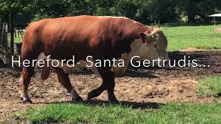 HETEROSIS VIGOR “Why Buy Registered Hereford Bull” [upl. by Dollie]