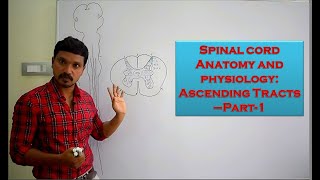 Spinal cord Anatomy and physiology Ascending Tracts Part 1 [upl. by Karney]