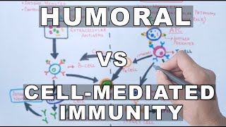 Humoral and Cell Mediated Immunity [upl. by Dnaleel]