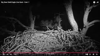 Big Bear Bald Eagles 10282024 0600 [upl. by Bilicki]