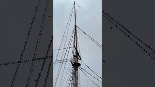 murmuration hmswarrior portsmouth [upl. by Aicnorev]