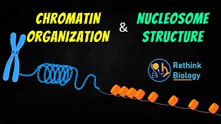 Chromatin Organization Animation  Nucleosome Structure [upl. by Lydia136]