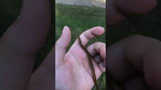 I found a red bellied snake during fall snake [upl. by Tj524]