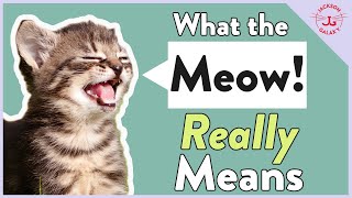 Cats Meowing Why They Meow amp What it REALLY Means [upl. by Uticas]