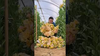 Champagne Eustoma Represents True love And Romantic Affection satisfying short [upl. by Neyuh]