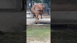 Crazy Brahman cow shorts short youtubeshorts viralvideo animals cow brahmancows crazy [upl. by Robin256]