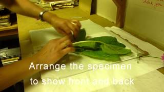 RBGE Herbarium Basic Plant Collecting and Pressing [upl. by Jeff]