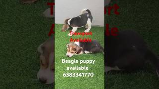 Beagle puppy sale in maduraicoimbatoreTrichyselamchennaierodeVillupurambeaglepuppybeagledog [upl. by Rosse]