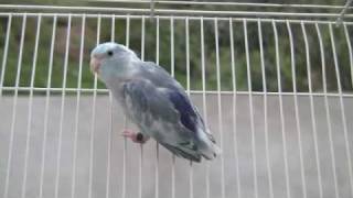 Pacific Parrotlet Dominant Blue Pied Parrotletbirds [upl. by Trinl]