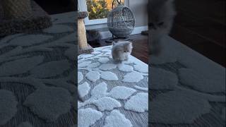 catcorner catvideos cats cat catlovers catholic shorts shortsvideo subscribe short viral [upl. by Atiuqahc828]