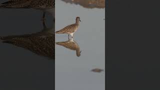 The redshank bird foraging for food in shallow waters Tringa totanus shortvideo birds wildbirds [upl. by Annaihr]