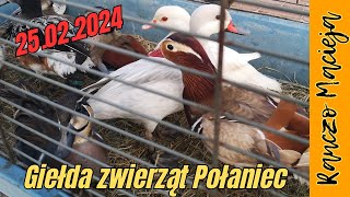 Giełda zwierząt Połaniec 25022024 346 [upl. by Sucrad]