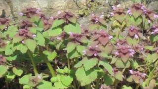 Flower Gardening Tips  How to Grow Dead Nettle Lamium [upl. by Asserac233]