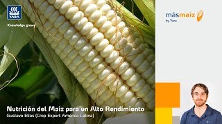 Nutrición del Maíz para un Alto Rendimiento – Gustavo Elias [upl. by Annoyi450]