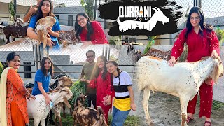 QURBANI KA JANWAR LY LEA 😍  Papa Ny Dhokha Dea 😅  Itny Sary Hiran 🦌 [upl. by Uhsoj]