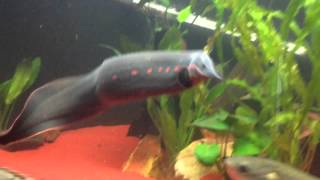 Predator Community Tank Bichirs Gar Eels Arowana Knifefish [upl. by Lovell]