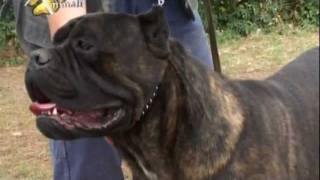 Il Cane Corso [upl. by Yurt203]