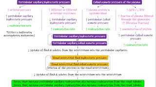 Peritubular Capillaries amp Interstitial Fluid Forces Chapter 28 part 8 Guyton and Hall Physiology [upl. by Nuoras106]