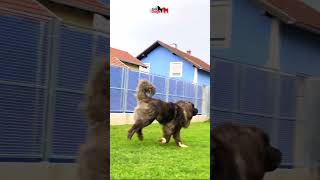 Resembles a brown bear dog dogs bigdog bigdogs pet pets caucasianshepherd jozodogs [upl. by Emiaj662]