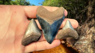 Exploring Florida Swamps for Shark Teeth and Other Fossils  Hunting for Megalodon Teeth [upl. by Coit]