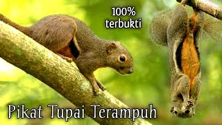 SUARA PIKAT TUPAI TERAMPUH Di Jamin Langsung Datang [upl. by Adallard]