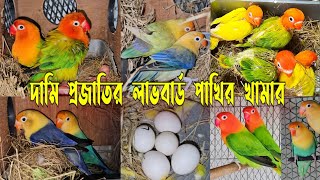 দামি প্রজাতির লাভবার্ড পাখির খামার  Lovebirds farm in Bangladesh lovebirds [upl. by Evilc]