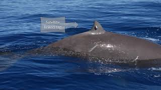 Extreme diving in mammals a Cuviers beaked whale dived for 3hrs 47mins [upl. by Anrahs]