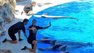 Teneriffa Oktober 2024 Loro Parque Birgit und Rainer Walter aus Mönchengladbach [upl. by Kelsi261]