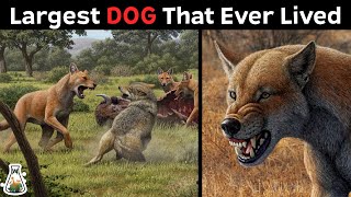 The Biggest DOG That Ever Roamed The Earth [upl. by Hobard]