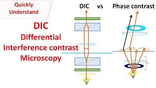 DIC Microscopy  Differential interference contrast  DIC vs Phase contrast [upl. by Lichter]