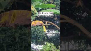 The Broadwinged Hawk funnymemes meme memes funny shorts birds [upl. by Lihas]