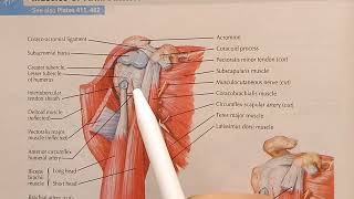 Structures under cover of Deltoid [upl. by Einaoj]