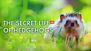 Discover the Fascinating Lives of Adorable Hedgehogs in 4K [upl. by Lyman284]