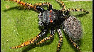 Phidippus mystaceus male courtship percussion [upl. by Lehsar]