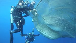 Shark Bites Caught on Camera  Shark Week [upl. by Immanuel]