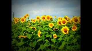 Un campo di girasoli 2011wmv [upl. by Garlinda]