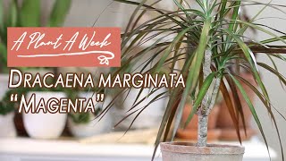 Dracaena marginata quotMagentaquot Care  A Plant A Week [upl. by Yerffej]